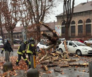 Spalto Gamondio: albero crolla sulla carreggiata, colpite due auto in sosta