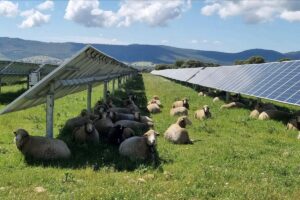 Agrisolare 2026, Coldiretti: “Il 16% dell’energia rinnovabile nasce da campi e stalle”